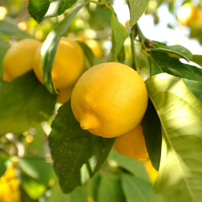 Aywal Lemon Fruit Seed(46 per packet)