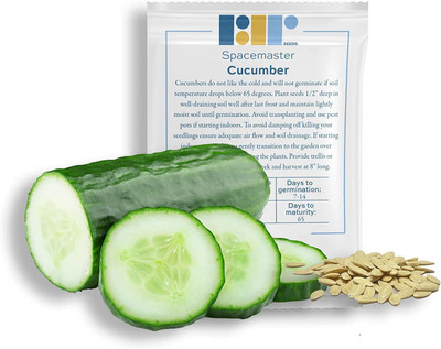 CYBEXIS LX-81 - Spacemaster Cucumber - (1350 Seeds) Seed(1350 per packet)