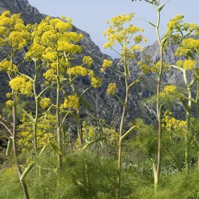 VibeX NDIR-68 - Giant Anise Fennel - (250 Seeds) Seed(250 per packet)