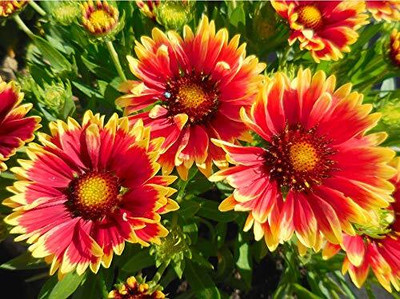 Qualtivate XL-2 Flower seeds Gaillardia aristata Seed(50 per packet)