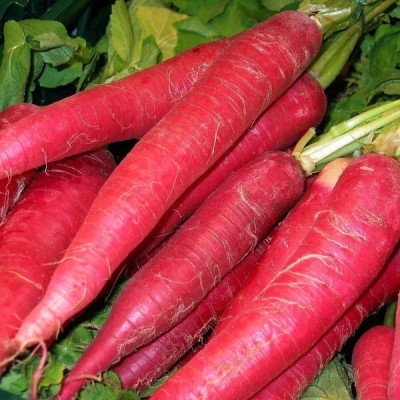 Quentova CARROT - Atomic Red-7H-LNT Seed(200 per packet)