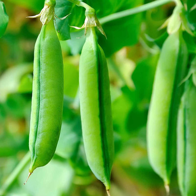 VibeX ® VLR-631 Super Sugar Snap Pea Garden Seeds Seed(50 per packet)