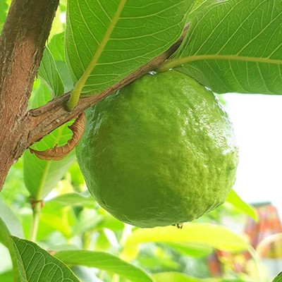Aywal Red Guava/Amrud/Amrood Fruit Seed(35 per packet)