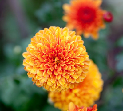 Seedsqlty Chrysanthemum flower seeds Seed(35 per packet)