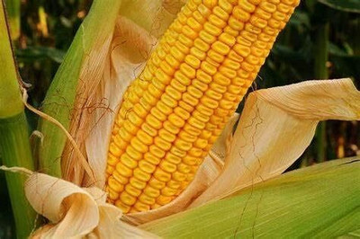 Qualtivate ICRA-1A Yellow Dent Corn Kernels Grain Seed(400 per packet)