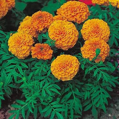 Aywal Marigold F2 Dwarf Double Orange Flower Seed(1 per packet)