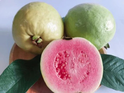 Aywal Taiwan Guava Hybrid Seed(45 per packet)
