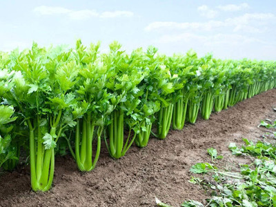 Qualtivate GBPUT-162 Green Leaf Stalk Celery Celeriac Seed(500 per packet)