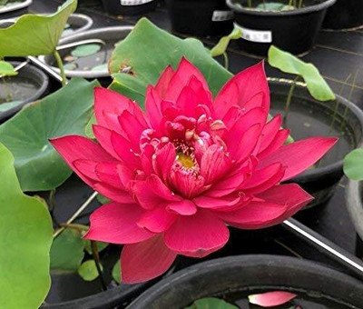 Aywal Lotus Kamal Seed(4 per packet)