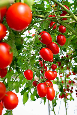 parrot creation tomato Seed(70 per packet)