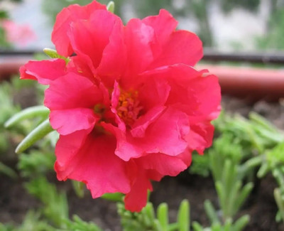 Quentova Red PORTULACA Grandiflora / MOSS ROSE Succulent Flower-HQ-2E Seed(50 per packet)