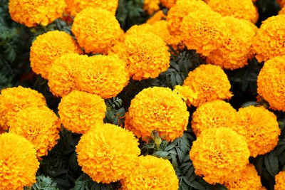 WYCAL marigold/gende ka phool flower seeds Seed(75 per packet)