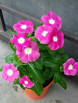 Aywal Vinca Sadabahar Mixed Flower F1 Good Germination Hybrid Seed(100 per packet)