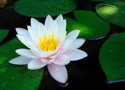 BDSresolve Lotus seeds for planting in water pack of 6 Seed(6 per packet)
