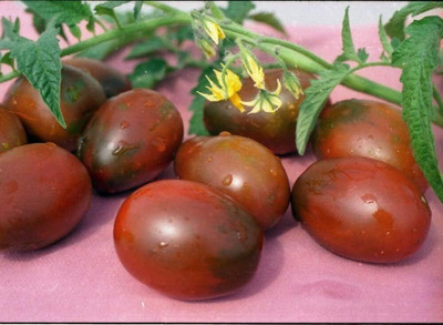DIVINE TOMATO , TAMATAR Seed(100 per packet)