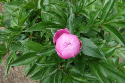 XOLDAA balsam frower Seed(20 per packet)