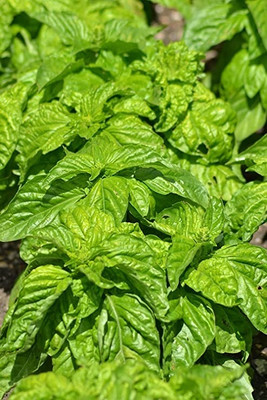 Qualtivate VVI-14 Bolloso Napoletano Basil Seed(1000 per packet)
