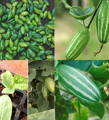 ibains Parwal seeds hybrid all seasons vegetable biij 10 Seed(10 per packet)