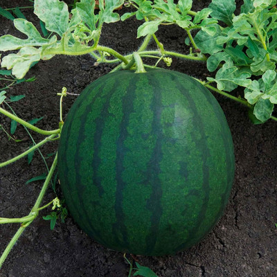 Biosnyg F1 Hybrid Watermelon Florida Giant Seeds For Gardening-(100 Seeds) Seed(100 per packet)