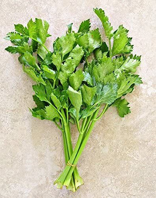 CYBEXIS ATS-84 - Kintsai Chinese Celery - (2250 Seeds) Seed(2250 per packet)