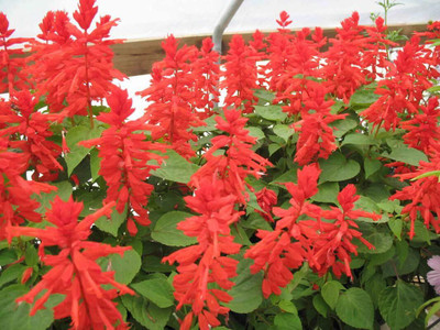 Epazo Salvia Red Color Flower Seeds For Home Gardening Seed(110 per packet)