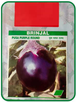 CYBEXIS KGF -20 - BRINJAL (BEGAN EGG PLANT ) - (1350 Seeds) Seed(1350 per packet)