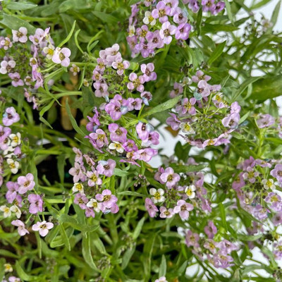 VINGTON LAVENDER STREAM - sweet alyssum Seed(80 per packet)