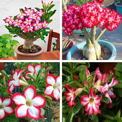 CRGO ADENIUM Seed(45 per packet)