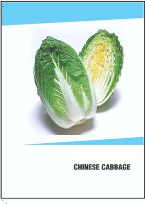 CYBEXIS Hybrid Chinese Cabbage Seeds(2500 Seeds) Seed(2500 per packet)
