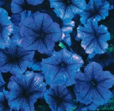 Aywal Ice Mix Colors Flower Seed(40 per packet)