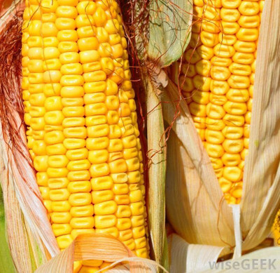 Qualtivate PUA-7A Corn Field Corn Seed(400 per packet)