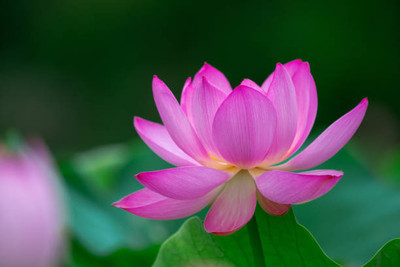 KOO Retails lotus,kamal gatta Seed(14 per packet)