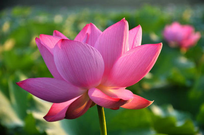 Hybrid mango seeds lotus,kamal gatta Seed(10 per packet)