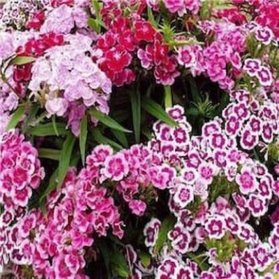 Lorvox Hybrid Dahlia Double Flower Seed(25 per packet)