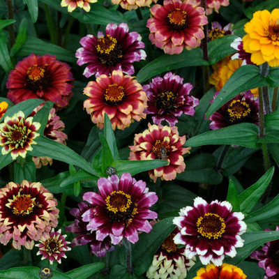 UGRA Bur­gundy Bi­colour Zinnia Mix Seed(5 per packet)