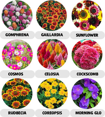 abiswas Combo Pack of 9 Variety 1000+ Flower Seeds With Instruction Manual Seed(15 g)