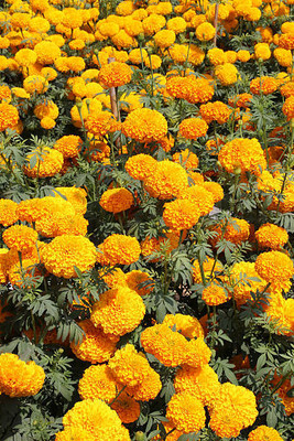 YUGANTAR marigold/gende ka phool flower seeds Seed(50 per packet)