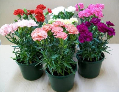 Epazo Carnation Flower Mixed Colour F1 Hybrid Seed(20 per packet)