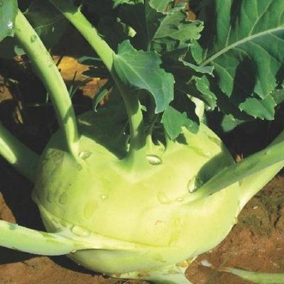 ActrovaX KNOL KHOL HYBRID VARIETY [2000 Seeds] Seed(2000 per packet)