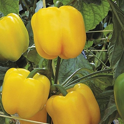 ActrovaX Capsicum Hybrid F1 [2000 Seeds] Seed(2000 per packet)