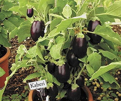 KNESSiN DLX-71 Brinjal Aubergine Eggplant Seed(500 per packet)