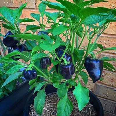 CYBEXIS Seeds Hot Chilli Pepper Capsicum Vegetable Plants600 Seeds Seed(600 per packet)