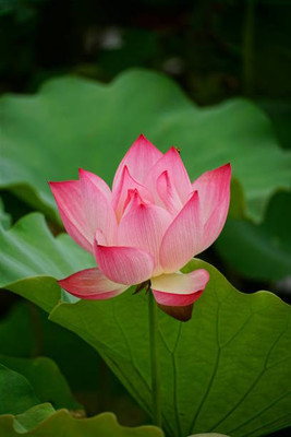 MAA lotus,kamal seeds Seed(5 per packet)