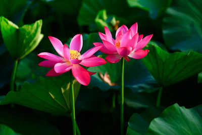 FRESHOO lotus,kamal gatta Seed(10 per packet)