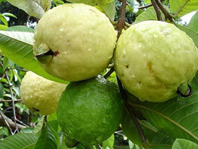 KANAYA Guava, Amrood, Amrud, Psidium, Guajava Seed(95 per packet)