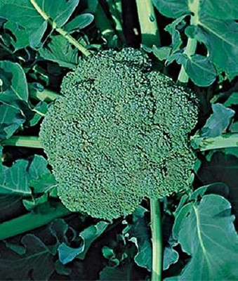CYBEXIS XL-46 - Broccoli Hybrid fresh - (450 Seeds) Seed(450 per packet)
