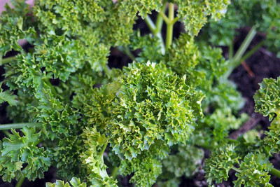 SOWCAN Parsley Leaves - Curly Seed(100 per packet)