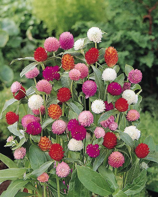 STARKC GLOBE AMARANTHUS MIX Gompherena Globosa Flower Seed(80 per packet)