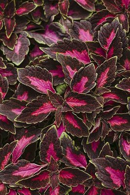 KANAYA Coleus Rainbow Mixed Seed(38 per packet)
