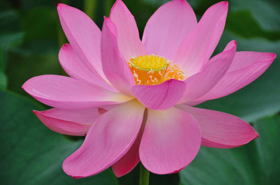 Kavya Craft lotus,kamal gatta Seed(10 per packet)